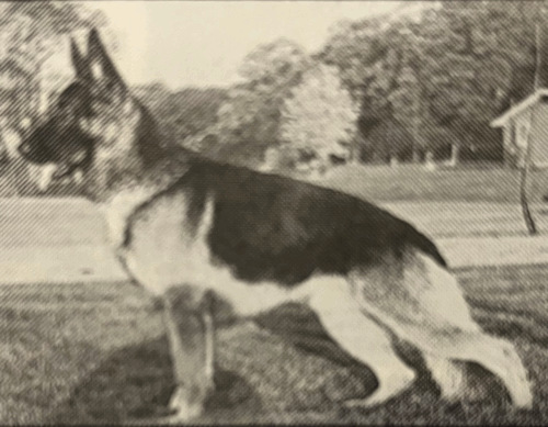 German Shepherd