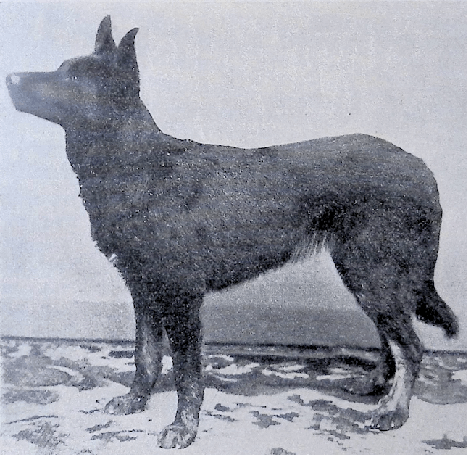 German Shepherd
