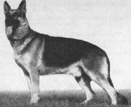German Shepherd