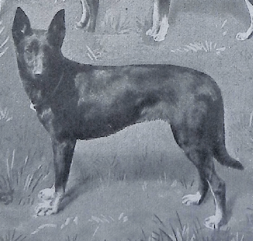 German Shepherd