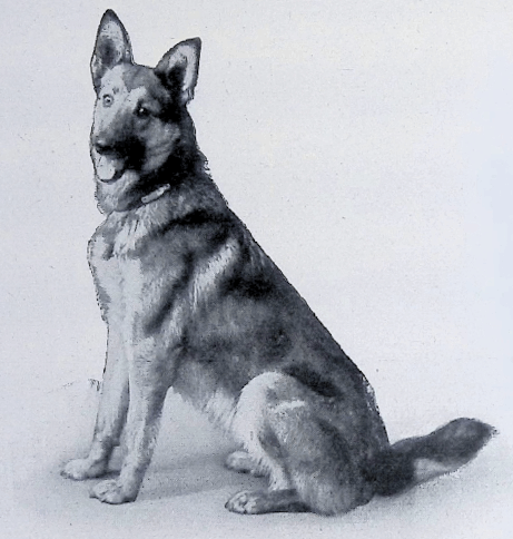 German Shepherd