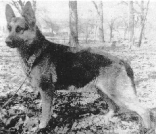 German Shepherd