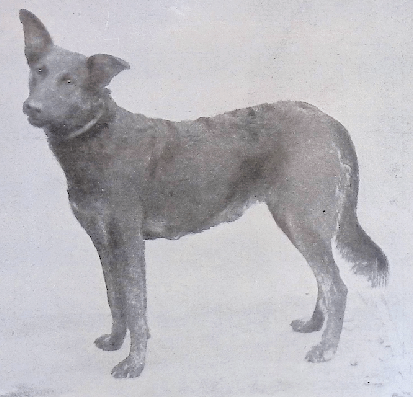 German Shepherd