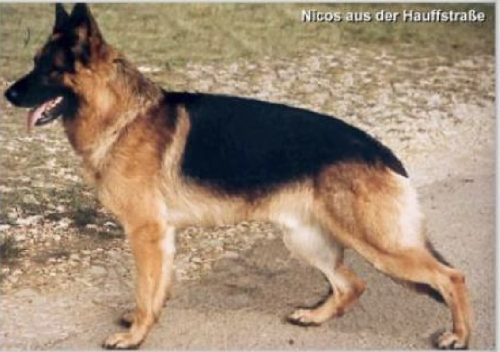 German Shepherd