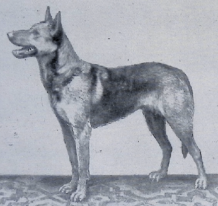 German Shepherd