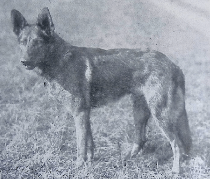 German Shepherd