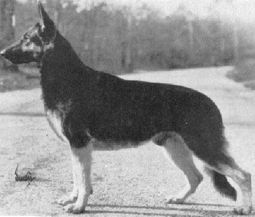 German Shepherd