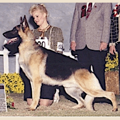 German Shepherd