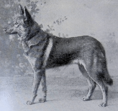 German Shepherd