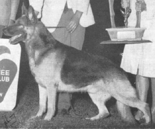 German Shepherd