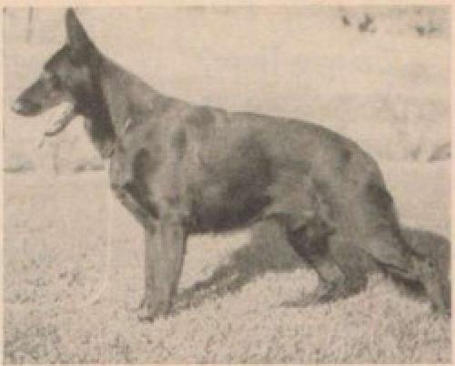 German Shepherd