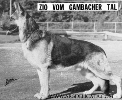 German Shepherd