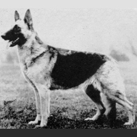 German Shepherd