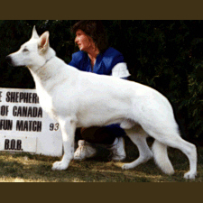German Shepherd