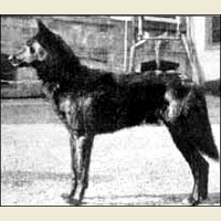 German Shepherd