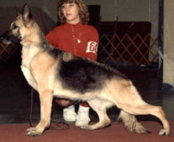 German Shepherd