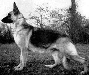 German Shepherd