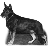 German Shepherd