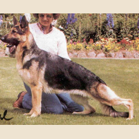 German Shepherd