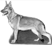 German Shepherd