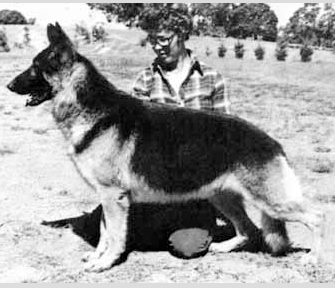German Shepherd
