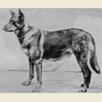 German Shepherd