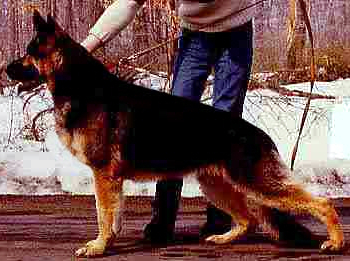 German Shepherd