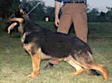 German Shepherd