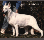 German Shepherd