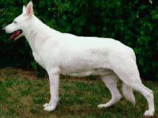 German Shepherd