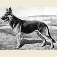 German Shepherd