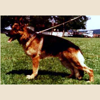 German Shepherd