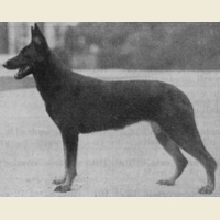 German Shepherd