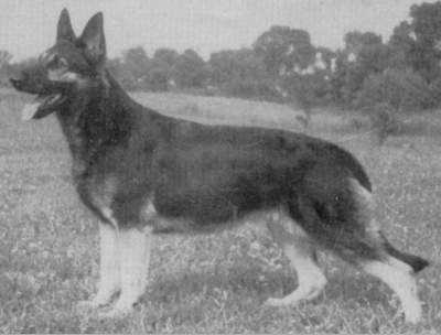 German Shepherd