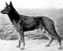 German Shepherd