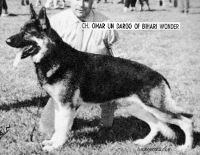 German Shepherd