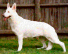 German Shepherd