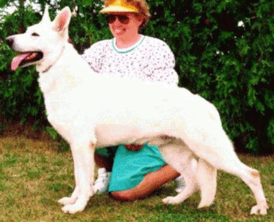 German Shepherd