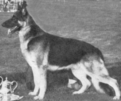 German Shepherd
