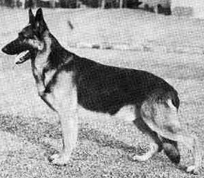 German Shepherd