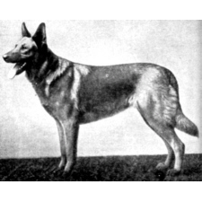German Shepherd