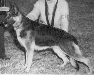 German Shepherd
