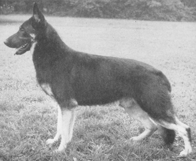 German Shepherd