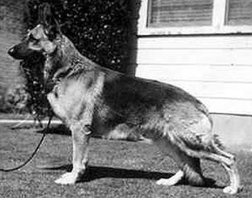 German Shepherd
